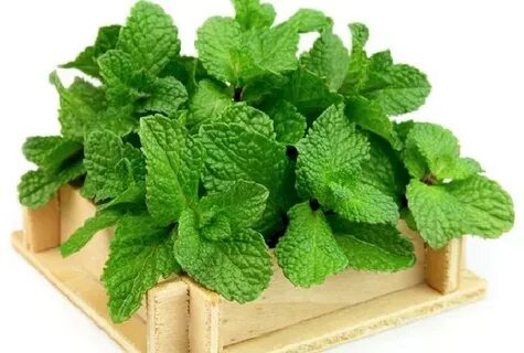 فروشندگان بهترین سبزی نعنا خشک صادراتی در تهران + خرید